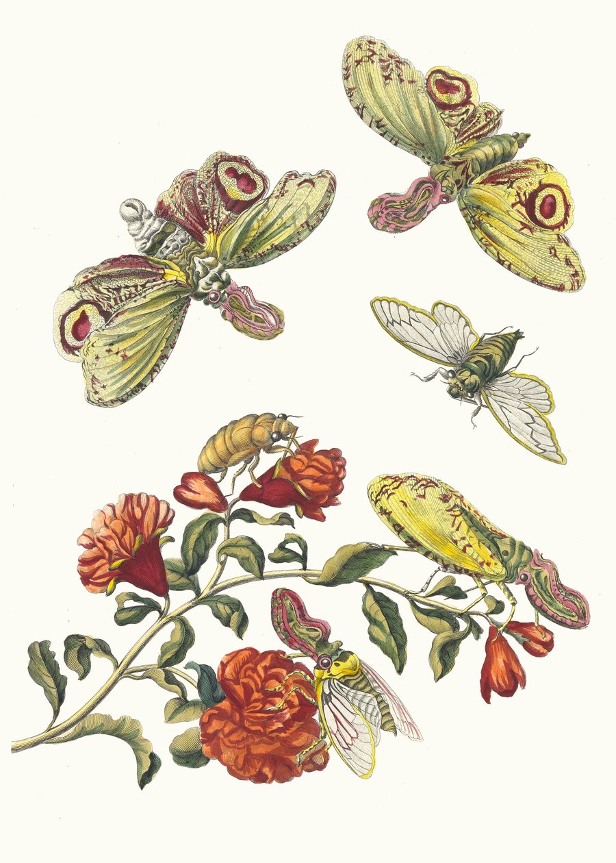 غرينادير. من كتاب Metamorphosis insectorum Surinamensium ، 1705. بواسطة ماريا سيبيلا ميريان