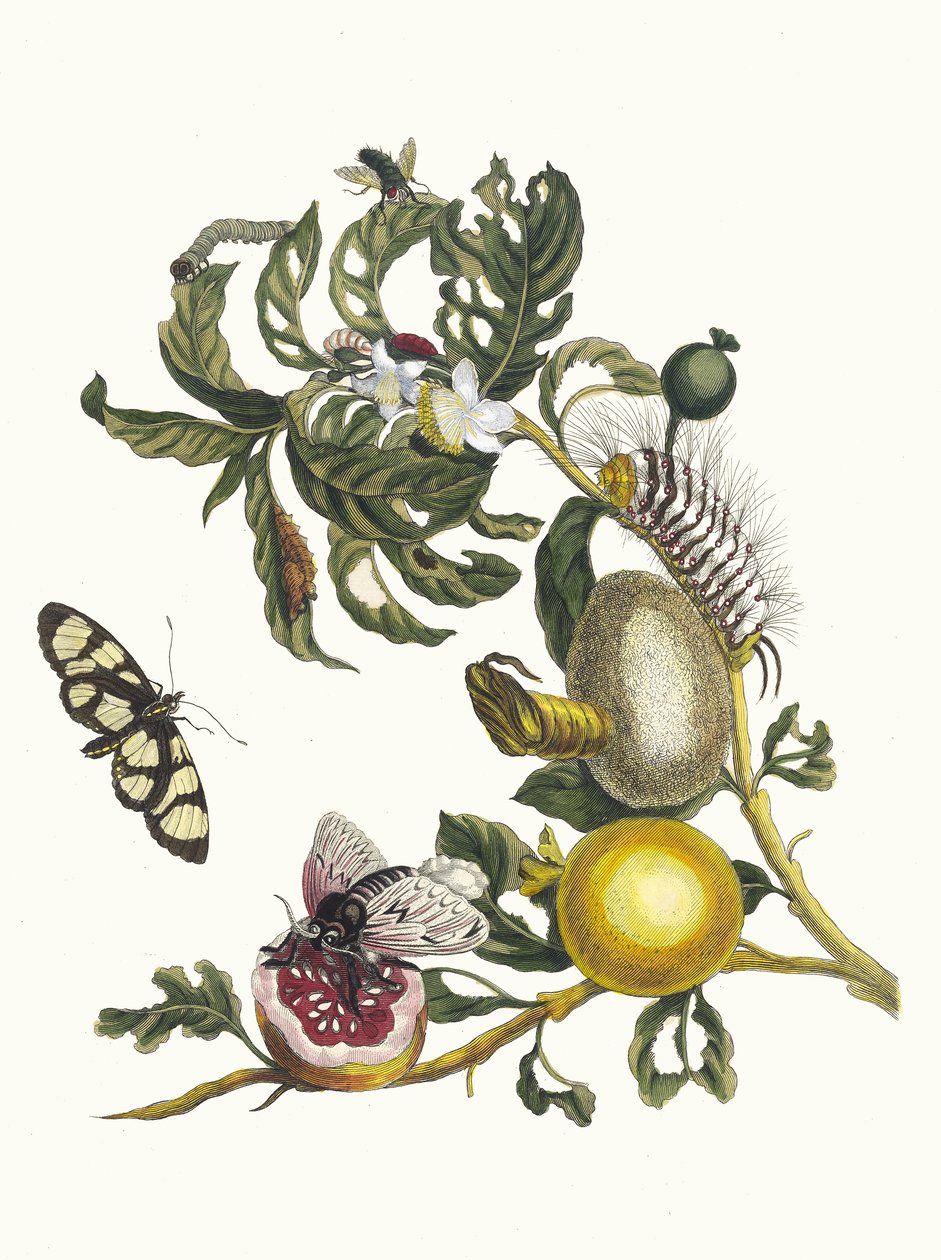 غواجيف. من كتاب Metamorphosis insectorum Surinamensium ، 1705. بواسطة ماريا سيبيلا ميريان