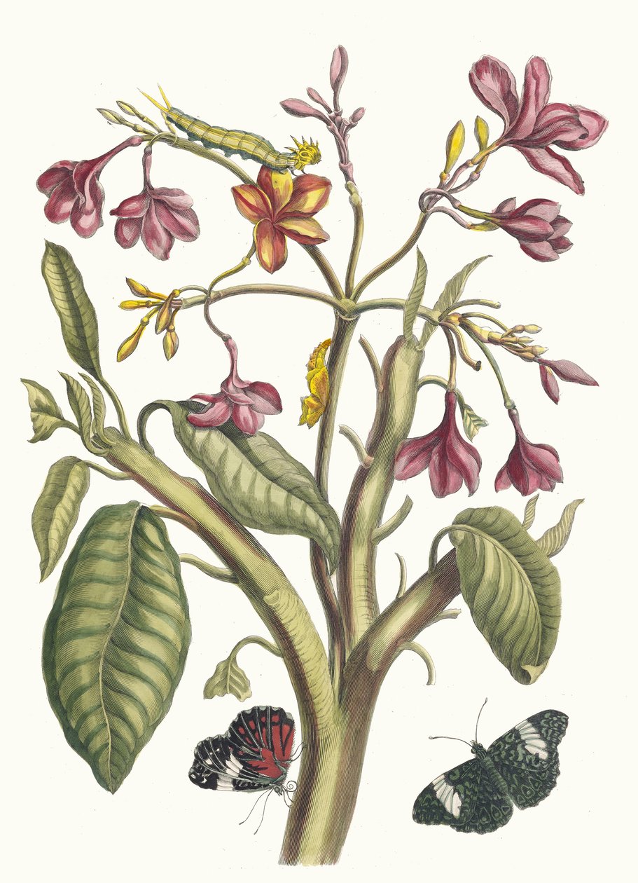 ياسمين دي إنديس. من كتاب Metamorphosis insectorum Surinamensium ، 1705. بواسطة ماريا سيبيلا ميريان