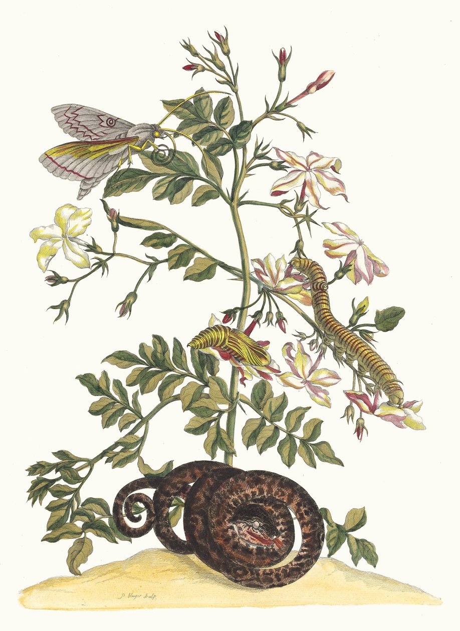 ياسمينوم غرانديفلوروم. من كتاب Metamorphosis insectorum Surinamensium ، 1705. بواسطة ماريا سيبيلا ميريان