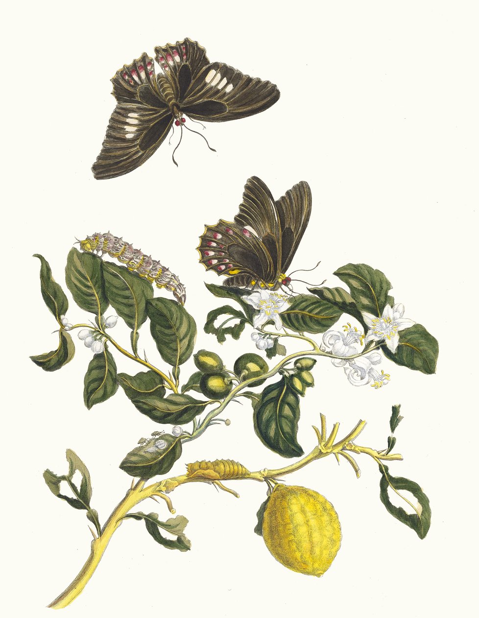 ليمونير. من كتاب Metamorphosis insectorum Surinamensium ، 1705. بواسطة ماريا سيبيلا ميريان