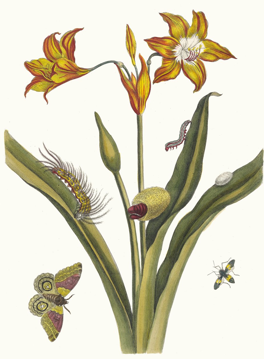 ليز روج. من كتاب Metamorphosis insectorum Surinamensium ، 1705. بواسطة ماريا سيبيلا ميريان