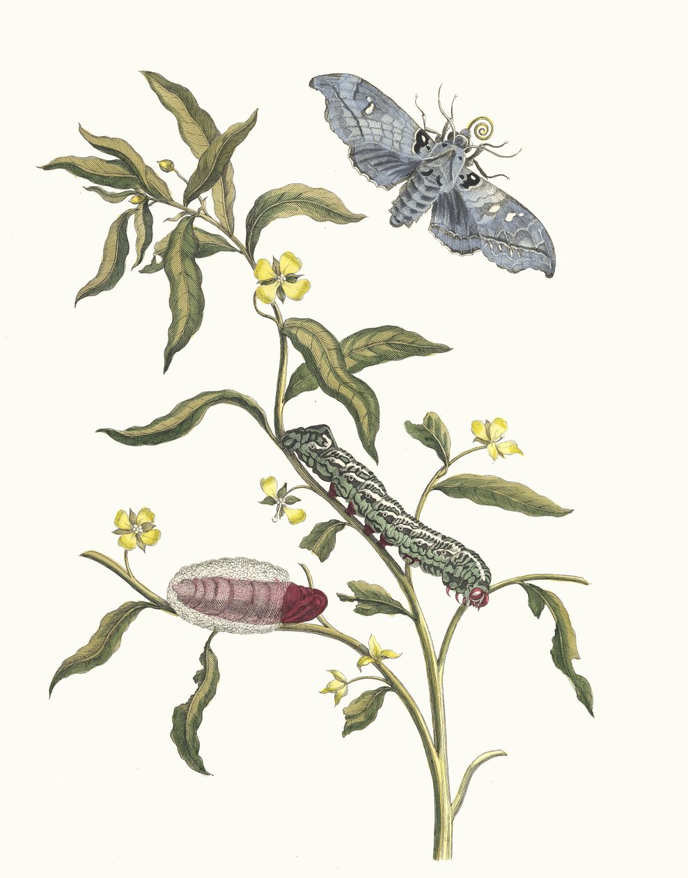 لودفيجيا أوكتوفالفيس. من كتاب Metamorphosis insectorum Surinamensium ، 1705. بواسطة ماريا سيبيلا ميريان