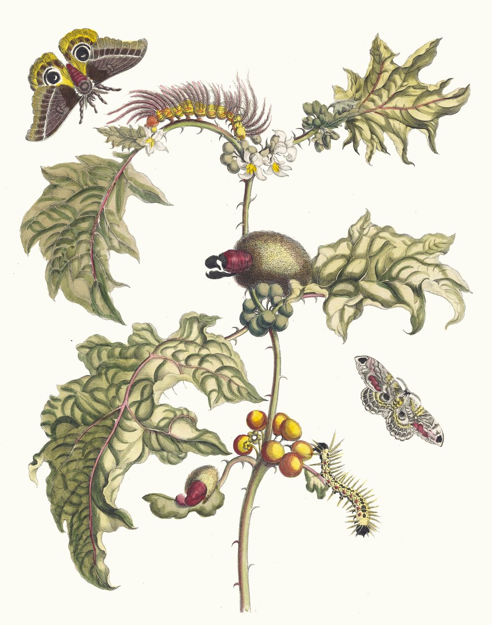 ماكاي. من كتاب Metamorphosis insectorum Surinamensium ، 1705. بواسطة ماريا سيبيلا ميريان