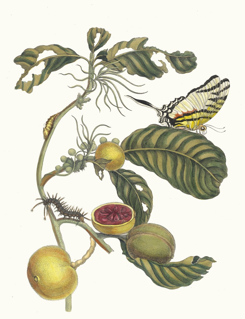 مربى مربى البرتقال بوم. من كتاب Metamorphosis insectorum Surinamensium ، 1705. بواسطة ماريا سيبيلا ميريان
