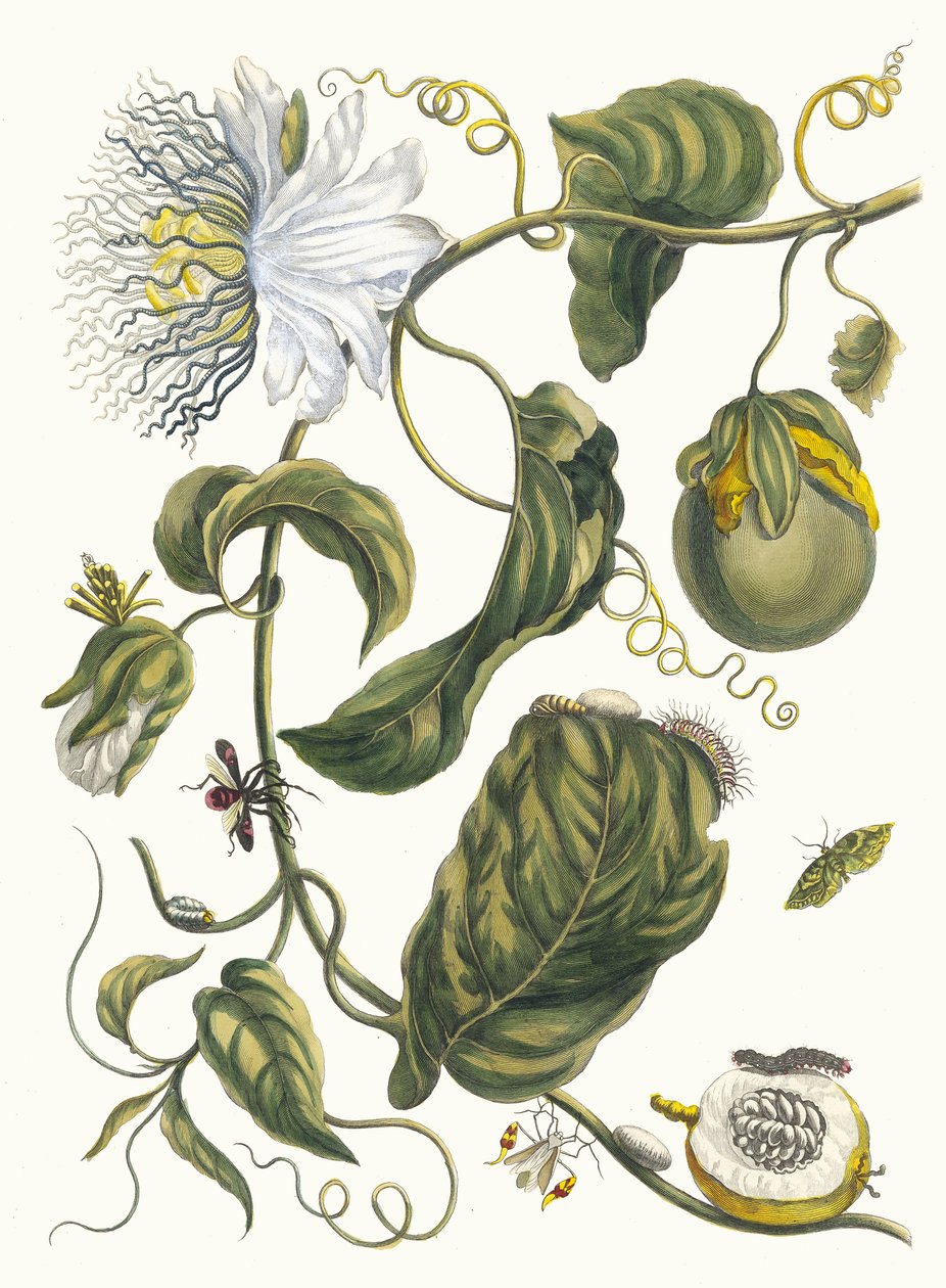 ماركيياس. من كتاب Metamorphosis insectorum Surinamensium ، 1705. بواسطة ماريا سيبيلا ميريان