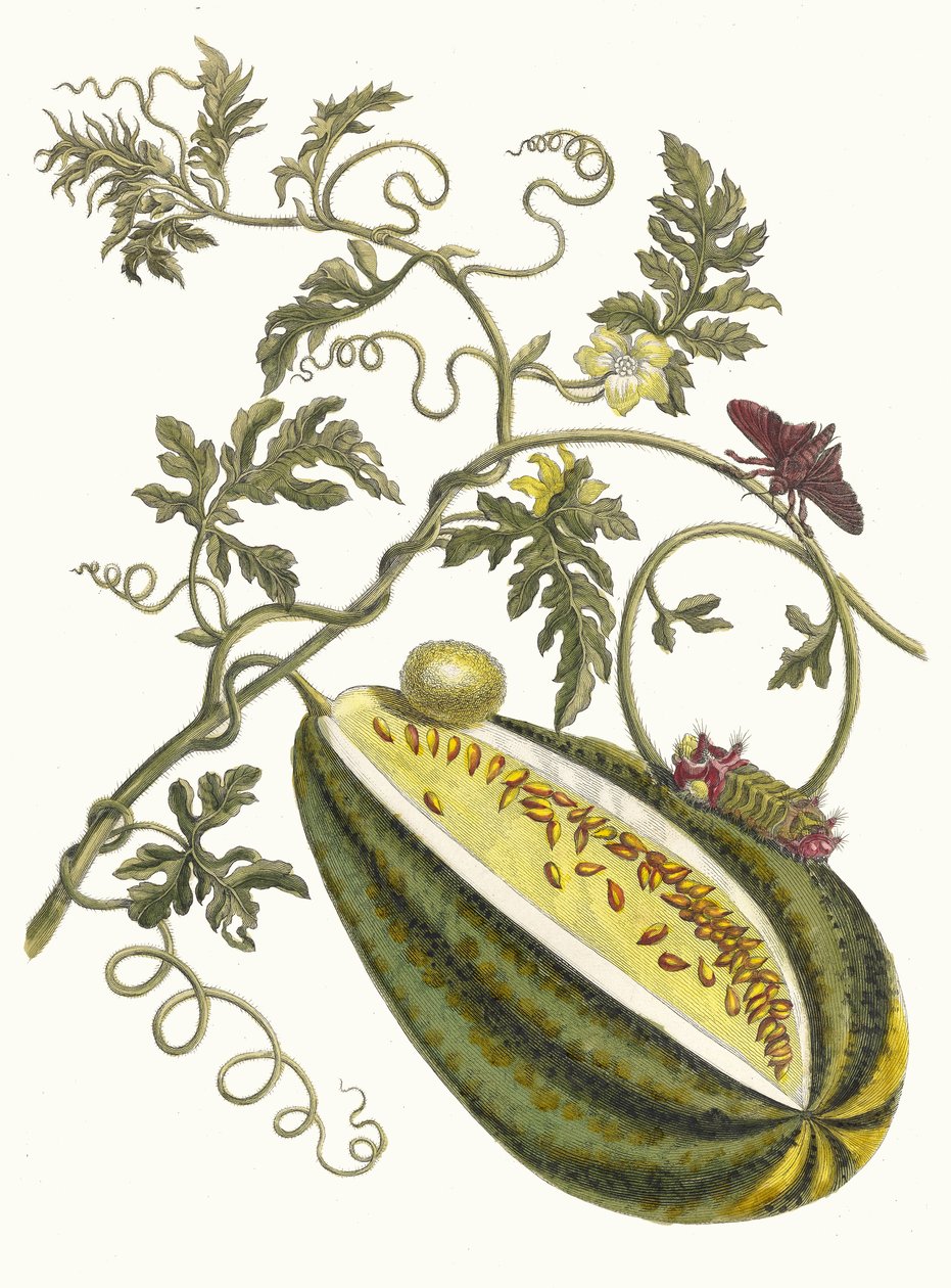 البطيخ ديو. من كتاب Metamorphosis insectorum Surinamensium ، 1705. بواسطة ماريا سيبيلا ميريان