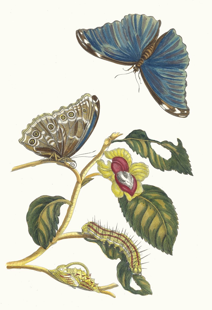 نيفلير. من كتاب Metamorphosis insectorum Surinamensium ، 1705. بواسطة ماريا سيبيلا ميريان