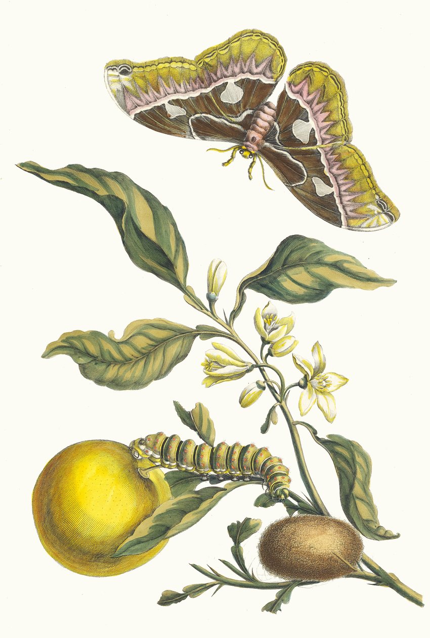 أورانجر. من كتاب Metamorphosis insectorum Surinamensium ، 1705. بواسطة ماريا سيبيلا ميريان