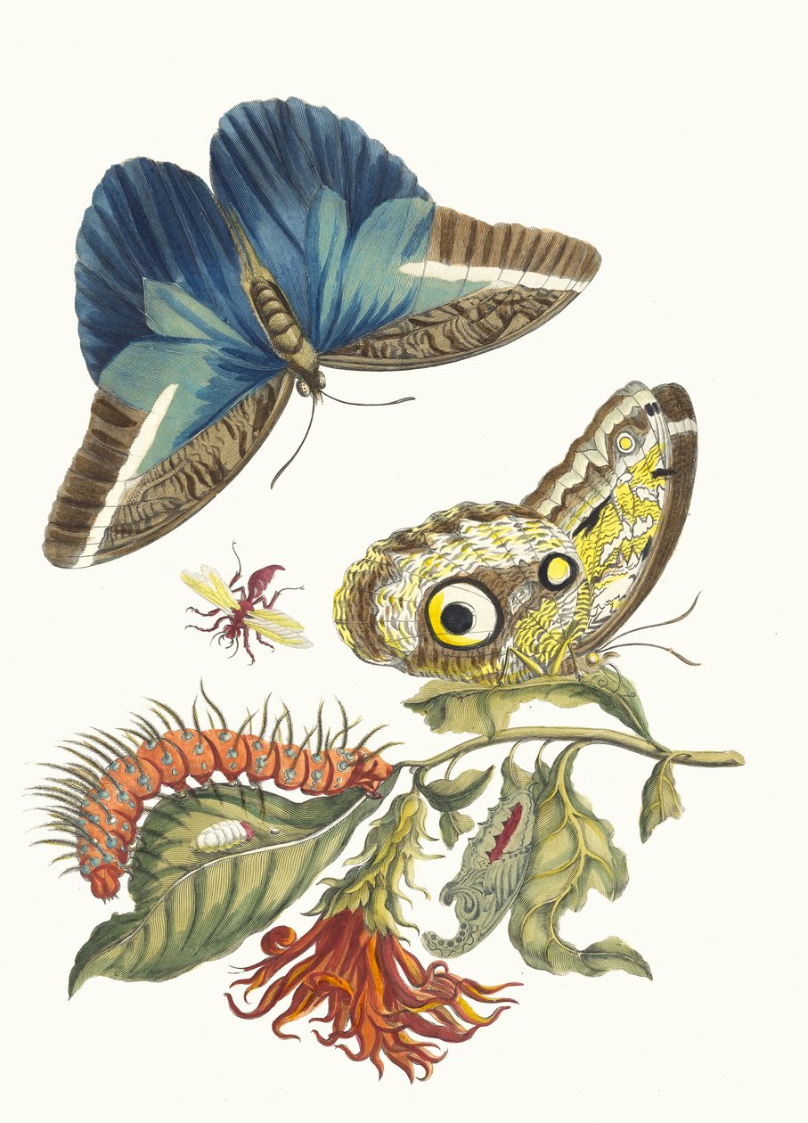 Pachystachys coccinea. من كتاب Metamorphosis insectorum Surinamensium ، 1705. بواسطة ماريا سيبيلا ميريان
