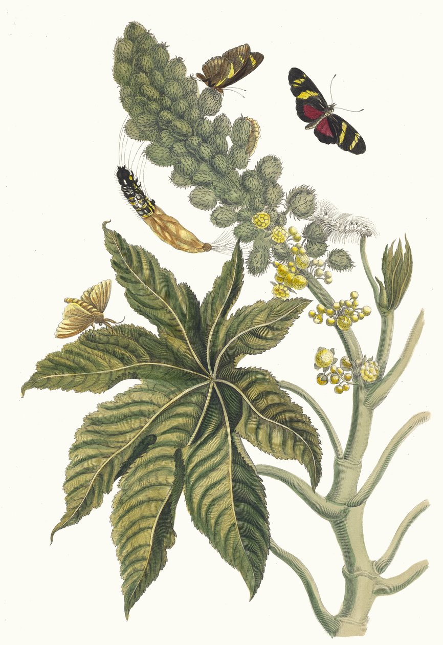 بالما كريستي. من كتاب Metamorphosis insectorum Surinamensium ، 1705. بواسطة ماريا سيبيلا ميريان
