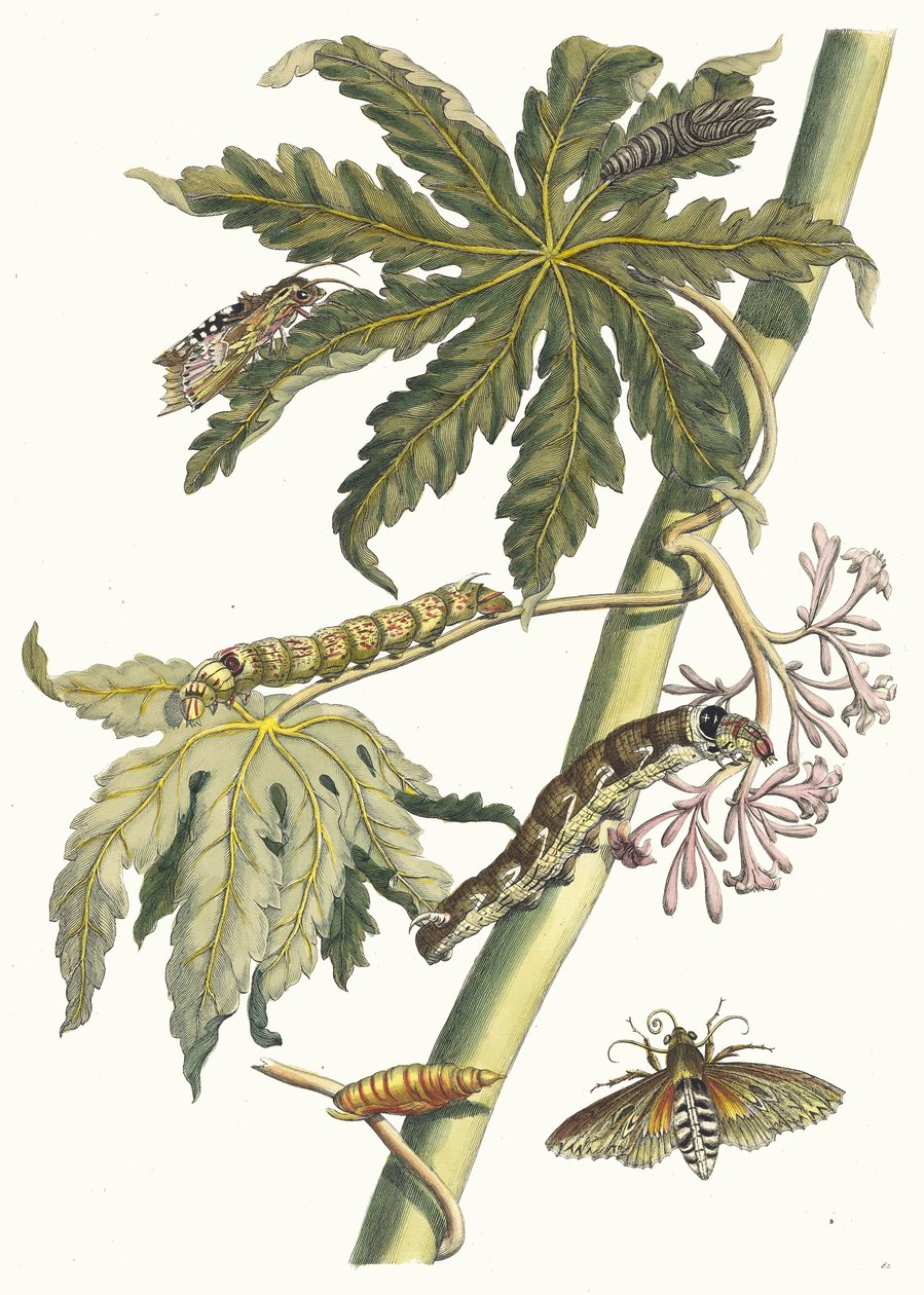 باباي. من كتاب Metamorphosis insectorum Surinamensium ، 1705. بواسطة ماريا سيبيلا ميريان