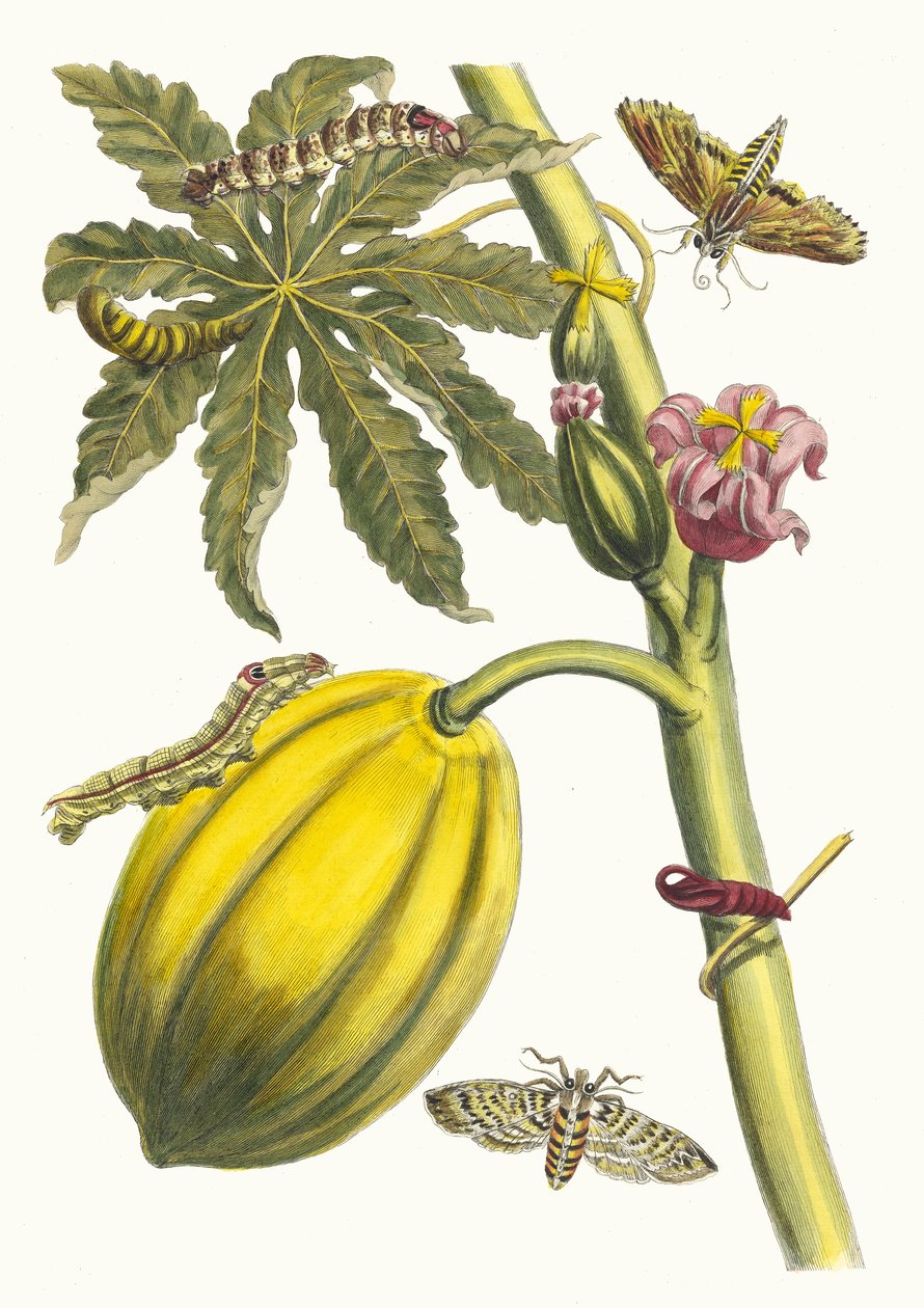 بابايا. من كتاب Metamorphosis insectorum Surinamensium ، 1705. بواسطة ماريا سيبيلا ميريان