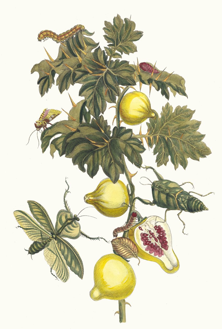 بوم دي سودوم. من كتاب Metamorphosis insectorum Surinamensium ، 1705. بواسطة ماريا سيبيلا ميريان