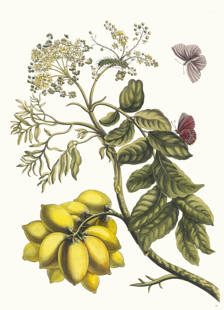 برونير دامريك. من كتاب Metamorphosis insectorum Surinamensium ، 1705. بواسطة ماريا سيبيلا ميريان