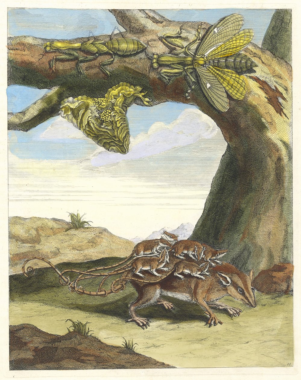 رات دي فورست. من كتاب Metamorphosis insectorum Surinamensium ، 1705. بواسطة ماريا سيبيلا ميريان
