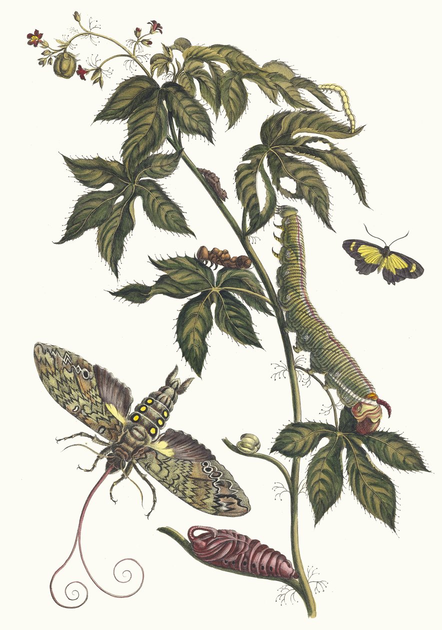 Ricinus d'Amerique من كتاب التحول من الحشرات السورينامية ، 1705. بواسطة ماريا سيبيلا ميريان