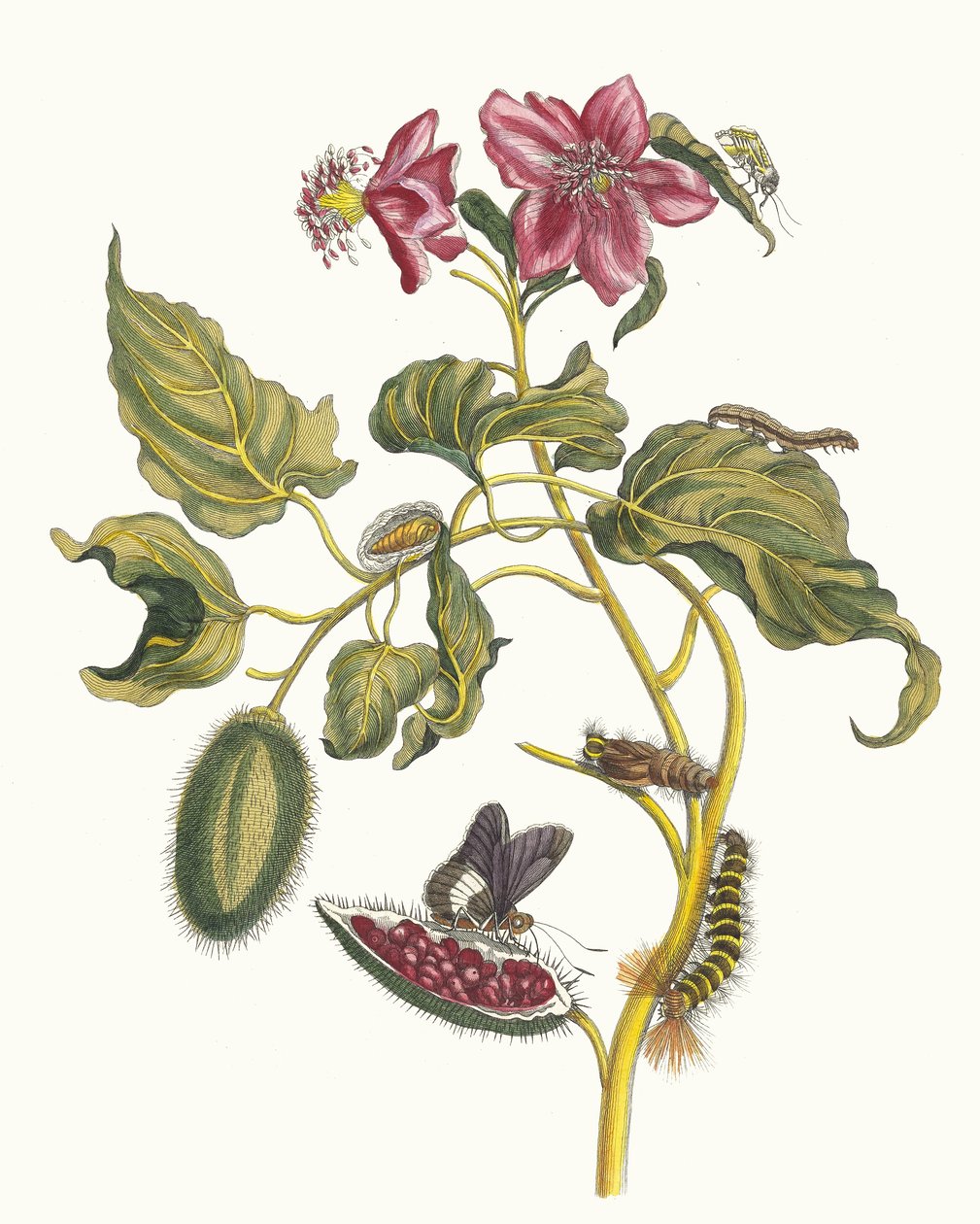 روكو. من كتاب Metamorphosis insectorum Surinamensium ، 1705. بواسطة ماريا سيبيلا ميريان