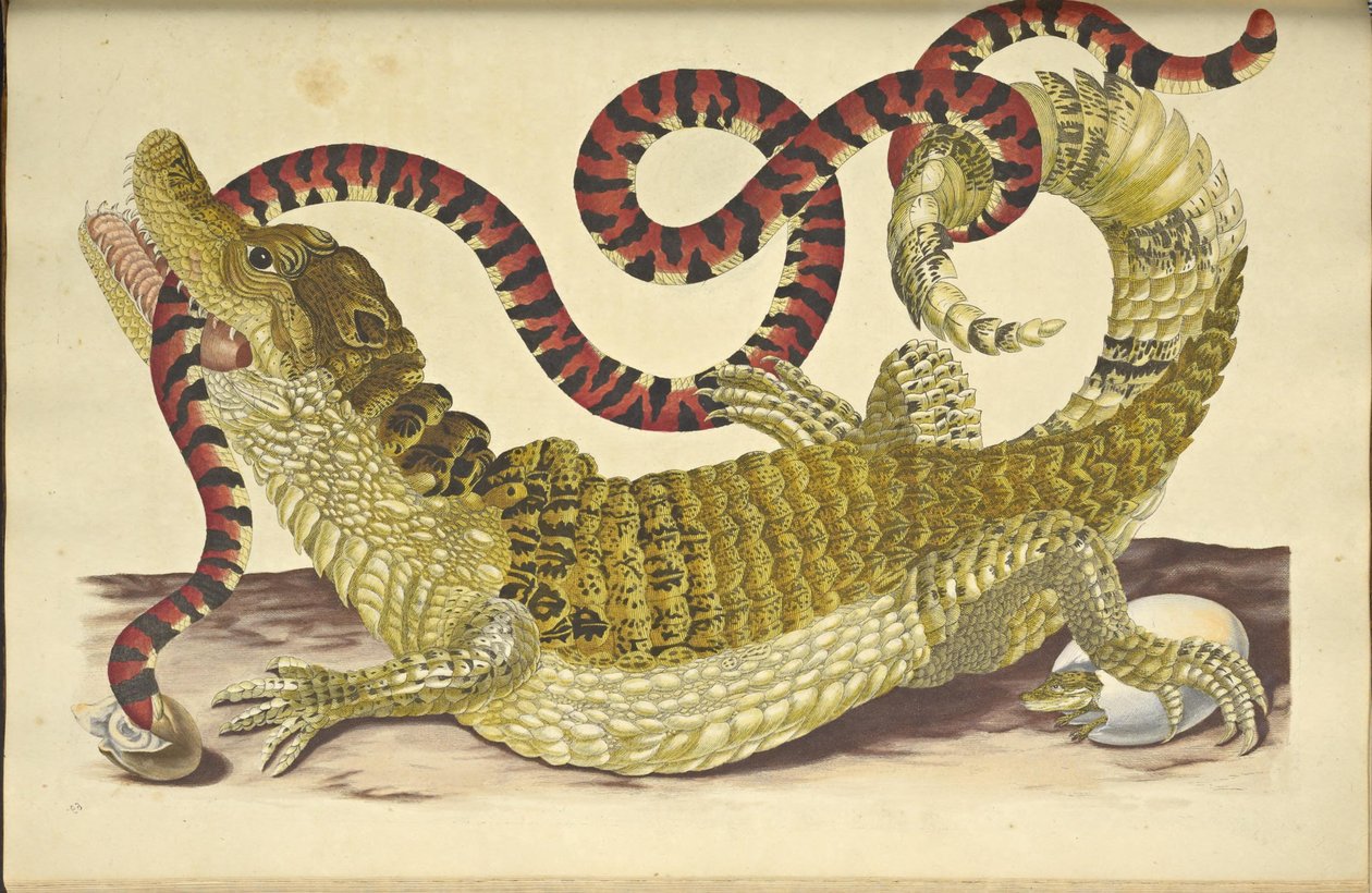 تمساح Caiman Caiman ذو النظارة وثعبان مرجاني كاذب ، 1705. بواسطة ماريا سيبيلا ميريان