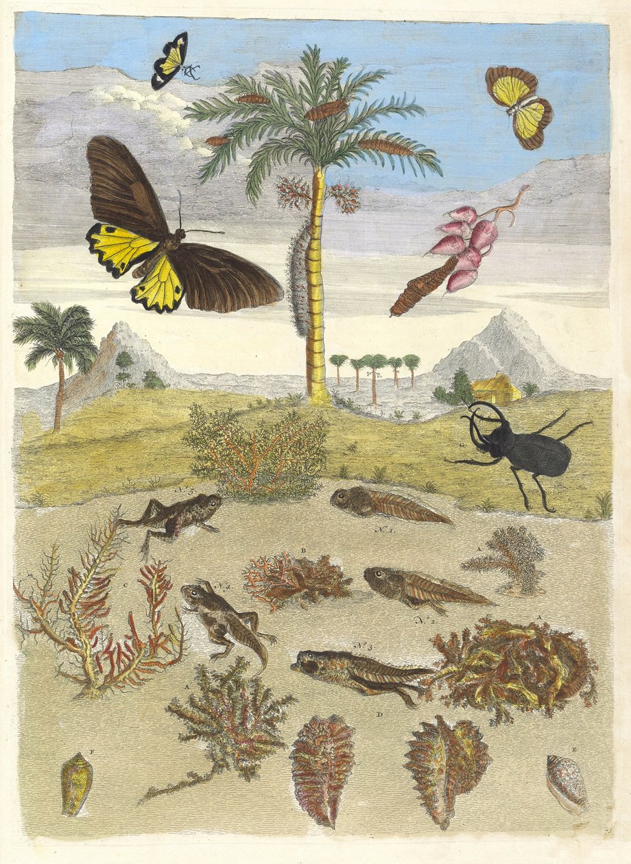خنفساء الأيل والبرمائيات وأشجار النخيل. من كتاب Metamorphosis insectorum ... ، 1705. بواسطة ماريا سيبيلا ميريان