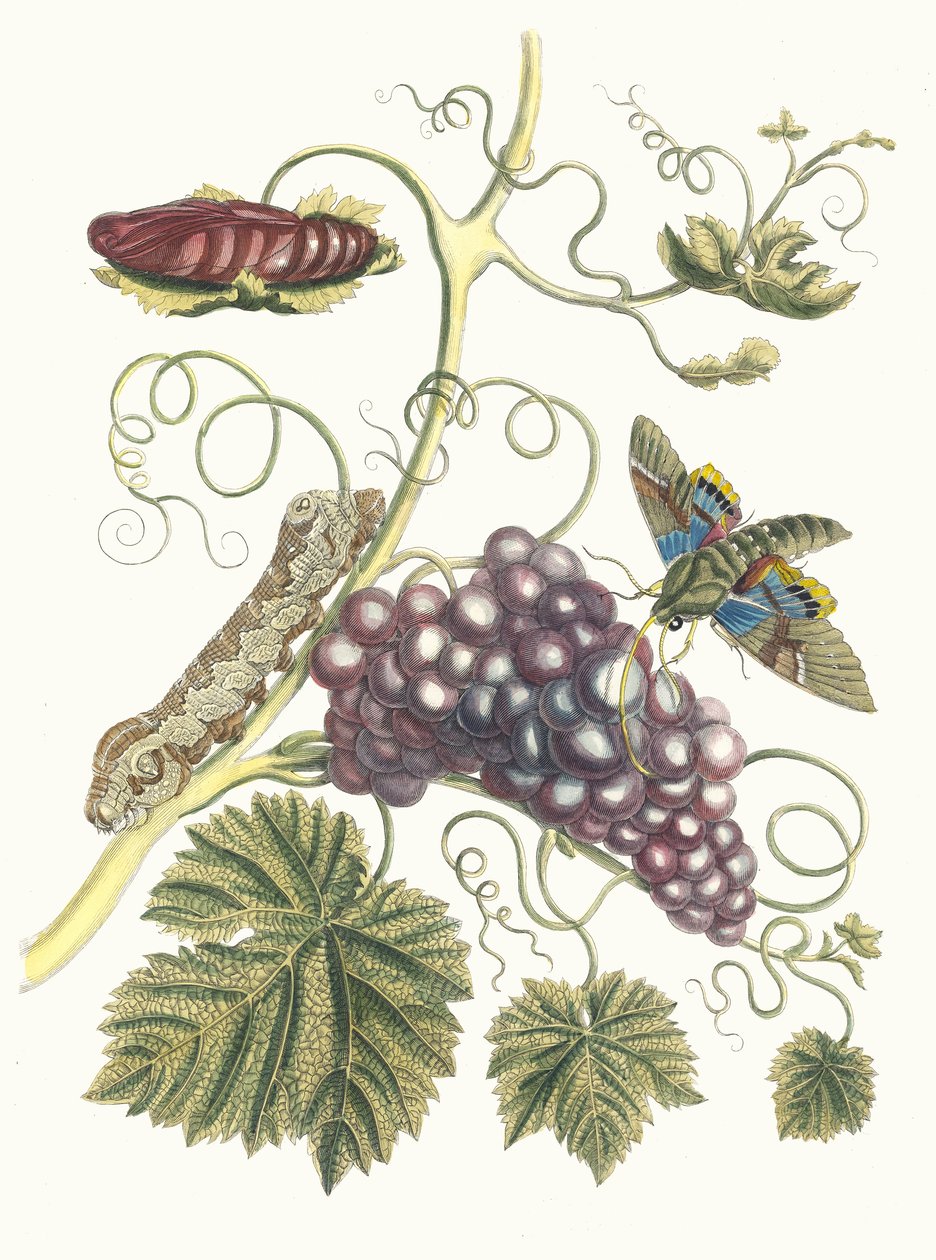 Vigne d'Amerique. من كتاب التحول من الحشرات السورينامية ، 1705. بواسطة ماريا سيبيلا ميريان