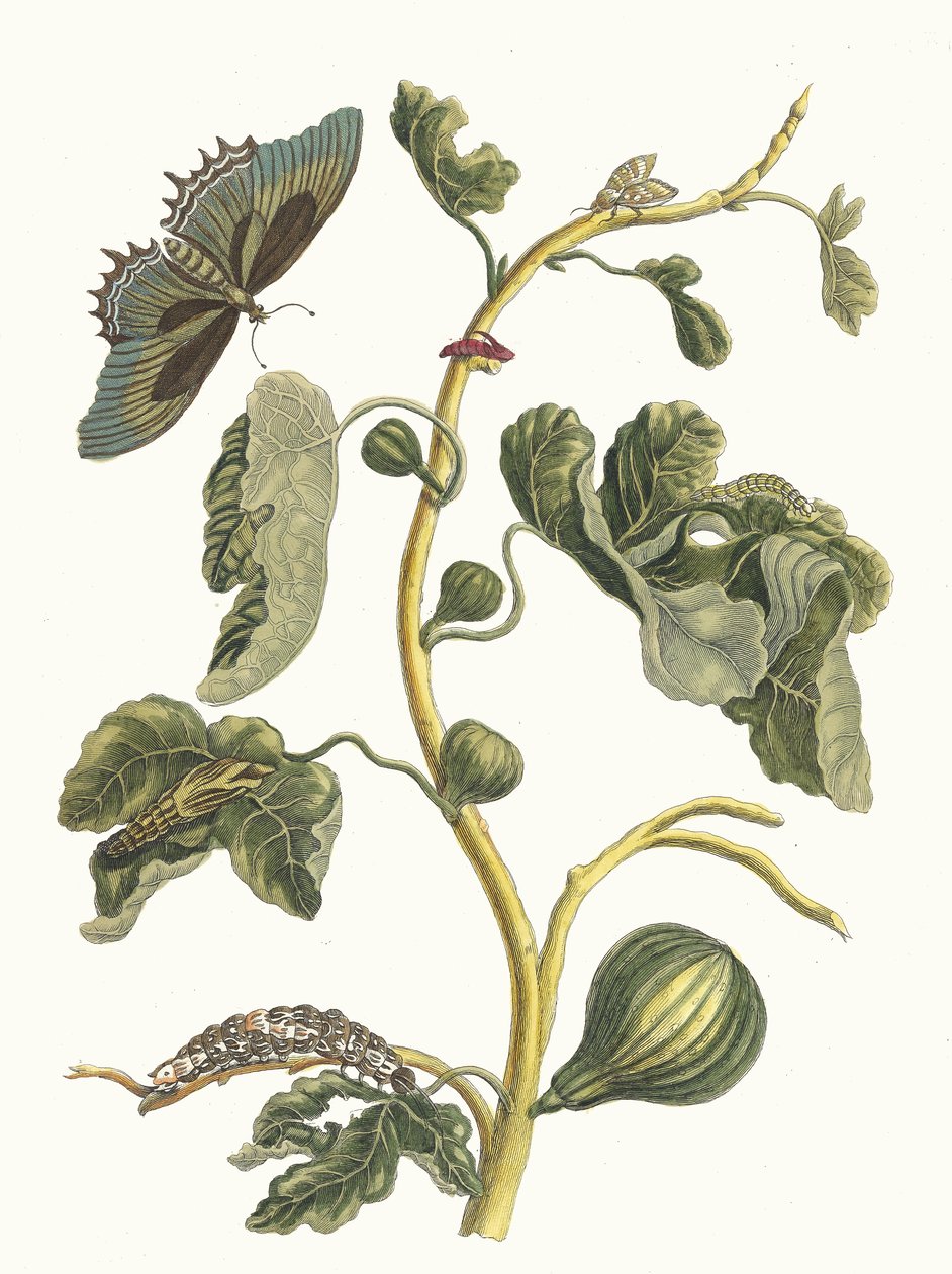 جوافة بيضاء. من كتاب Metamorphosis insectorum Surinamensium ، 1705. بواسطة ماريا سيبيلا ميريان