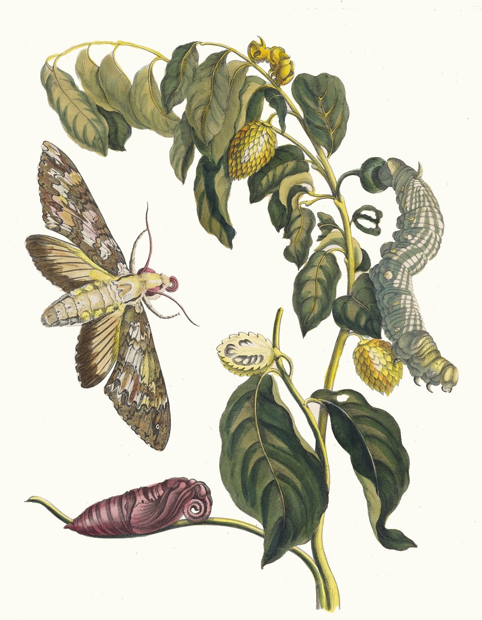 زرساك. من كتاب Metamorphosis insectorum Surinamensium ، 1705. بواسطة ماريا سيبيلا ميريان
