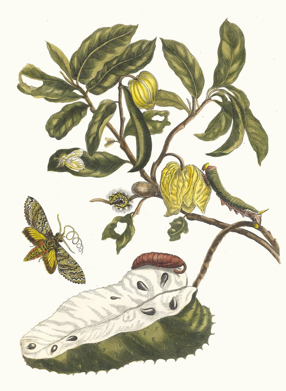زورساك. من كتاب Metamorphosis insectorum Surinamensium ، 1705. بواسطة ماريا سيبيلا ميريان
