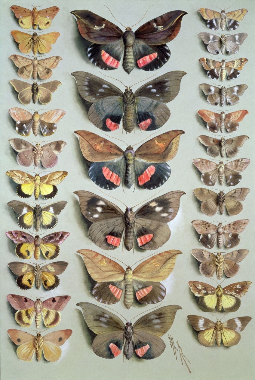 Papuan Moths ، 1917-18 بواسطة ماريان إليس روان