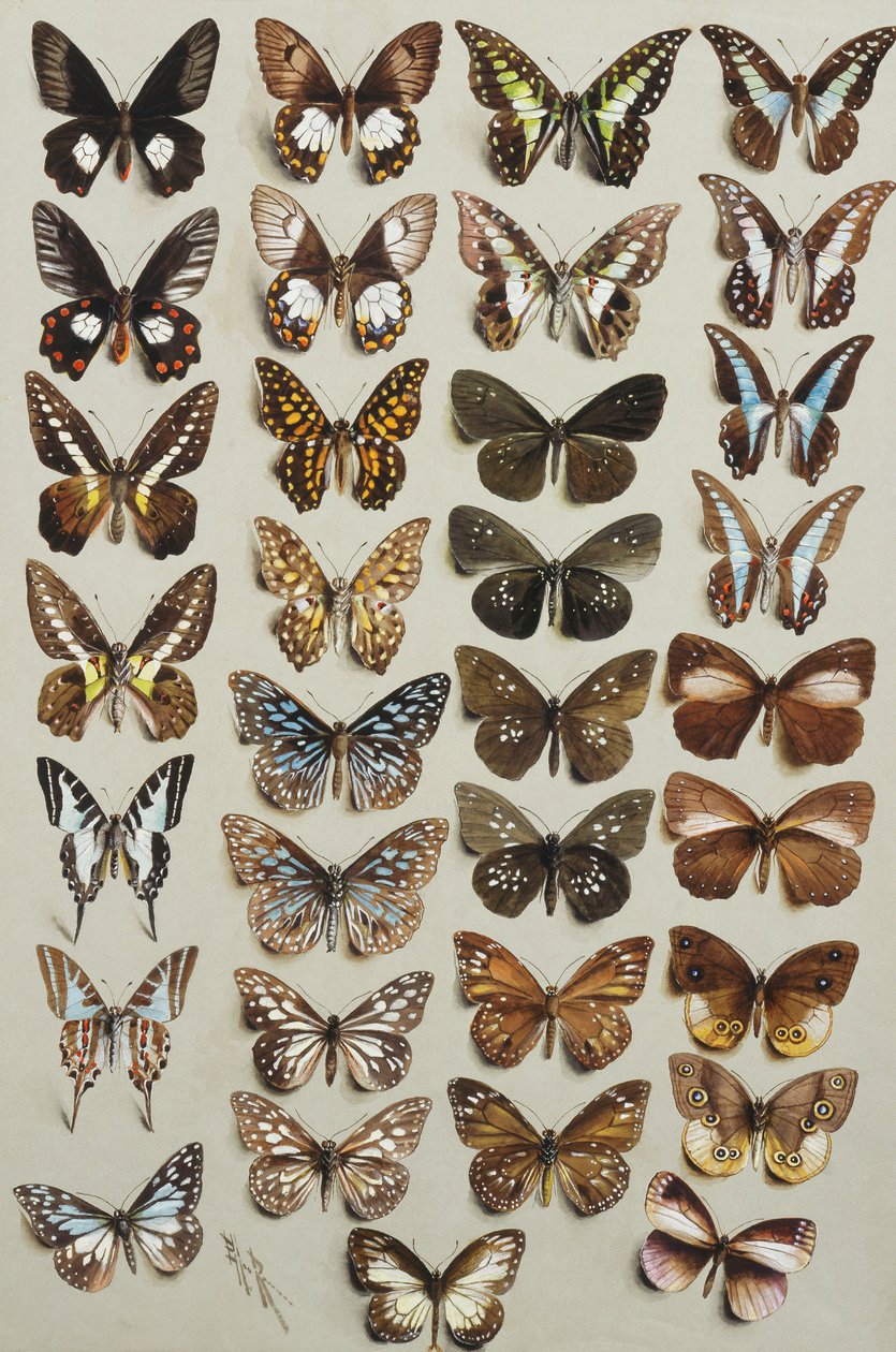 ثلاث وثلاثون فراشة ، في أربعة أعمدة ، تنتمي إلى فصيلة Papilionidae و Danainae ، بواسطة ماريان إليس روان