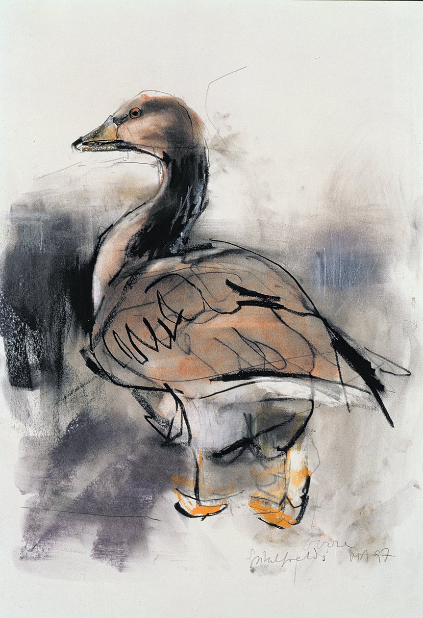 Spitalfields Goose ، 1997 (الجرافيت والكونت على الورق) بواسطة مارك ادلينجتون