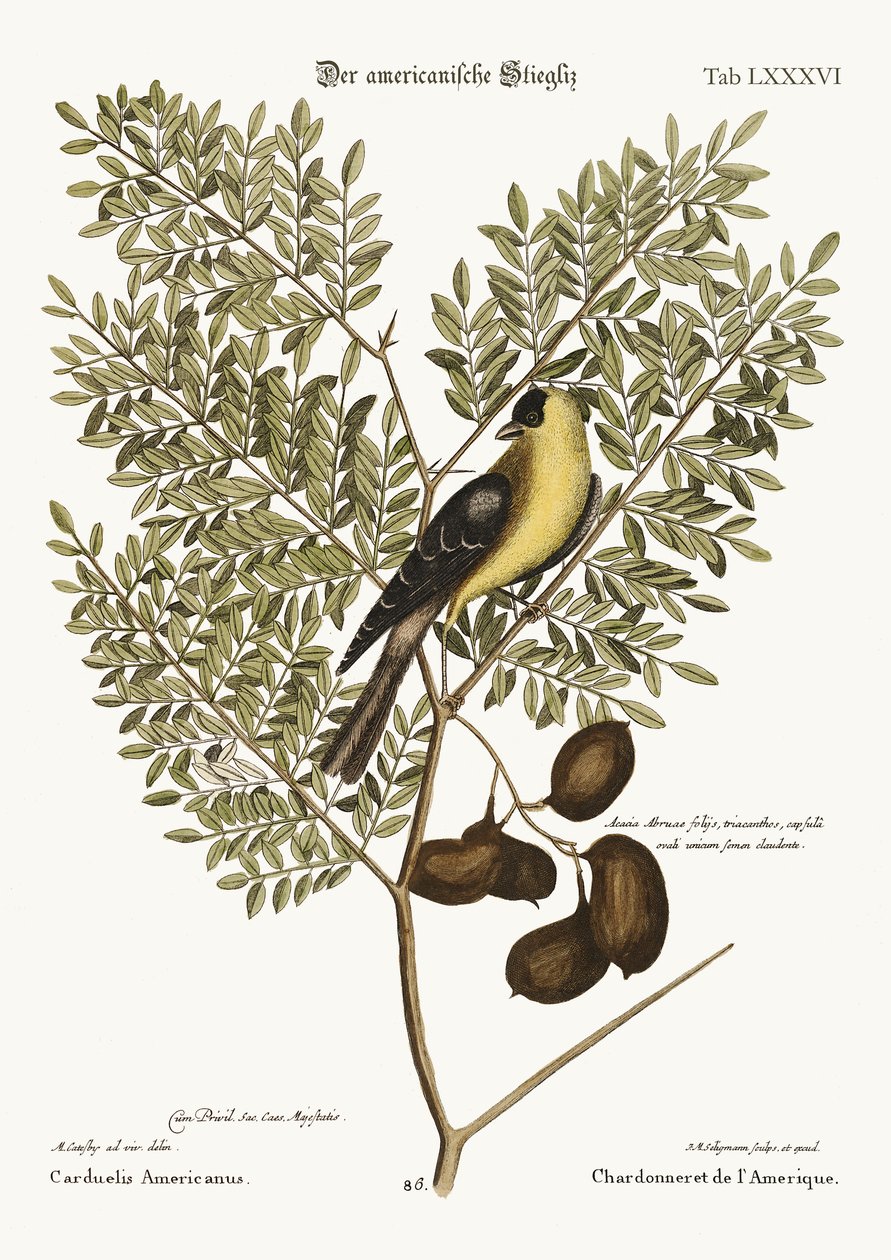 الحسون الأمريكي ، 1749-1773 بواسطة مارك كاتيسبي