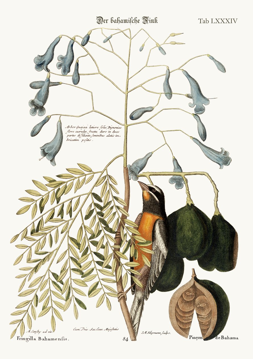 باهاما فينش ، 1749-1773 بواسطة مارك كاتيسبي