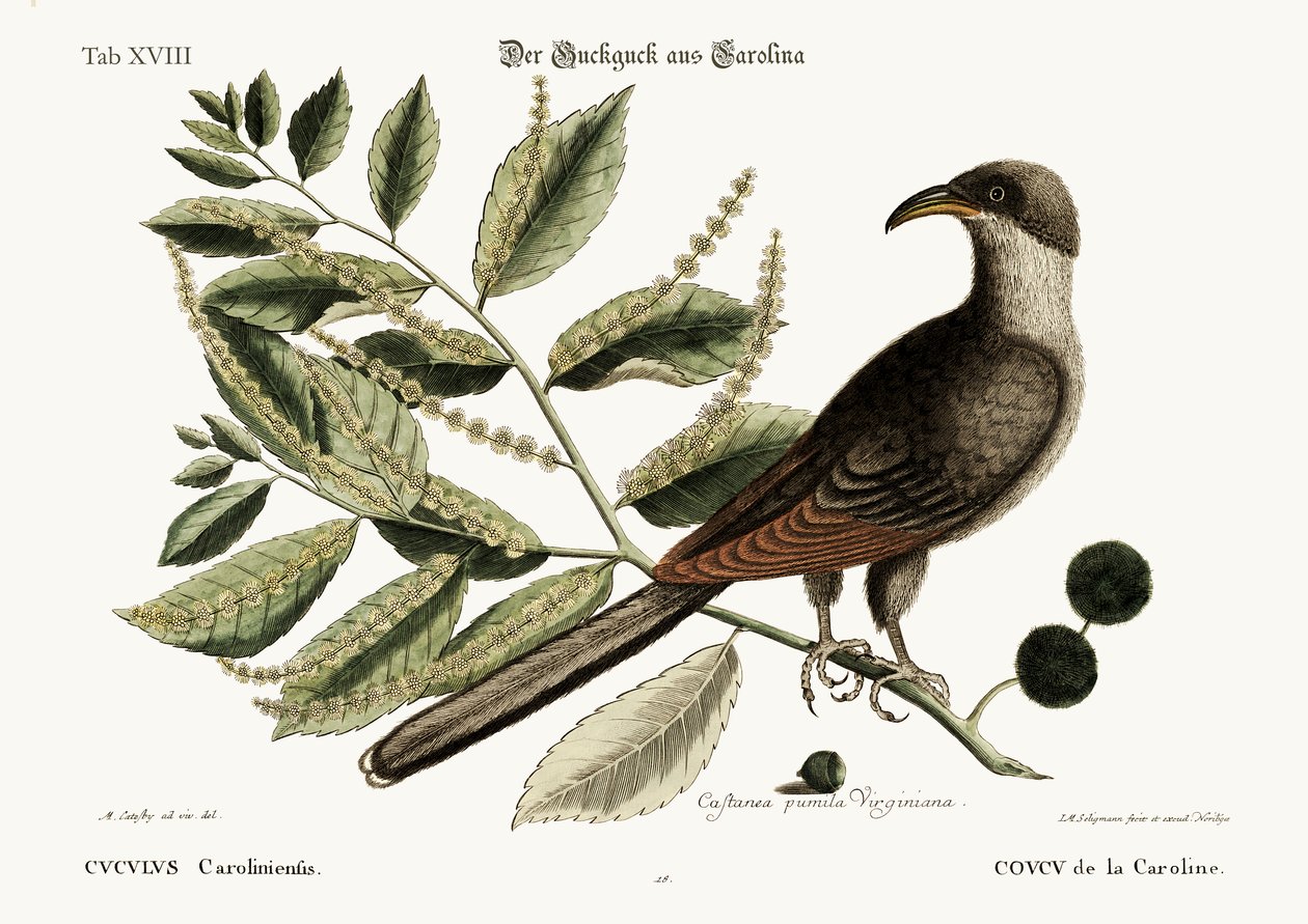 The Cuckow of Carolina ، 1749-73 بواسطة مارك كاتيسبي