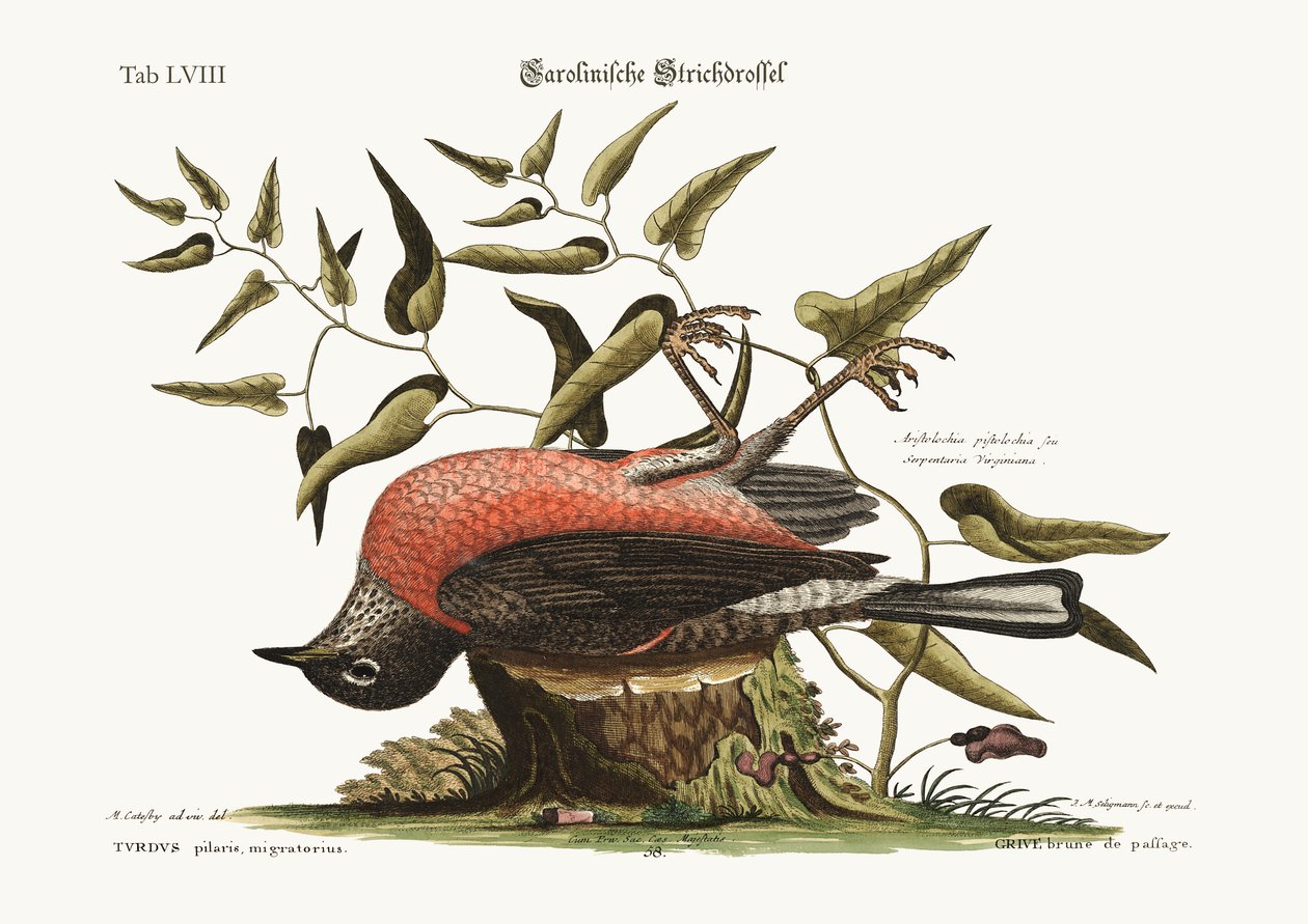 The Fieldfare of Carolina ، 1749-73 بواسطة مارك كاتيسبي