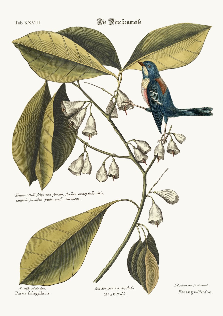 The Finch-Creeper ، 1749-1773 بواسطة مارك كاتيسبي