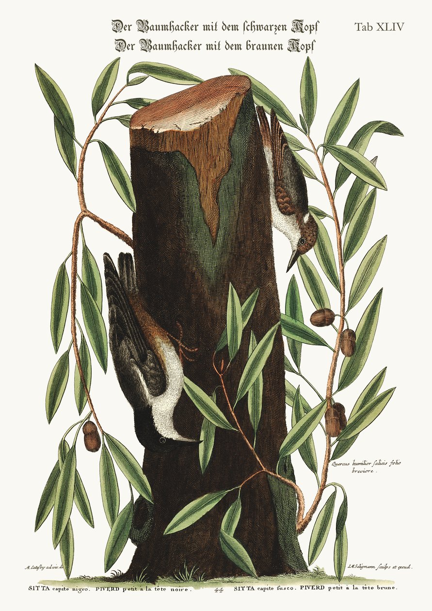 الجوز. Nuthatch الصغيرة ، 1749-1773 بواسطة مارك كاتيسبي