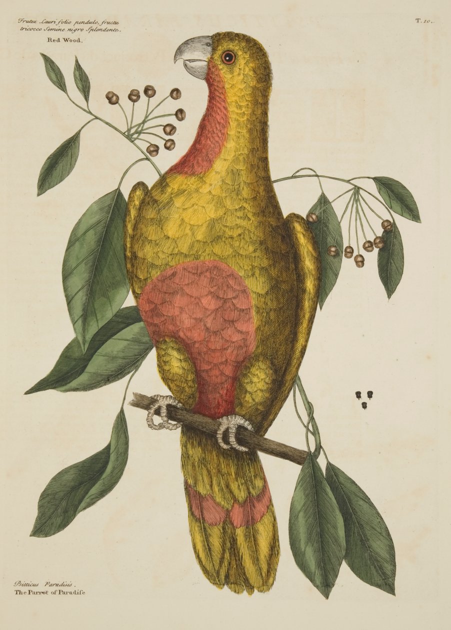 "ببغاء الجنة" ، من التاريخ الطبيعي لكارولينا وفلوريدا وجزر الباهاما ، 1731 بواسطة مارك كاتيسبي
