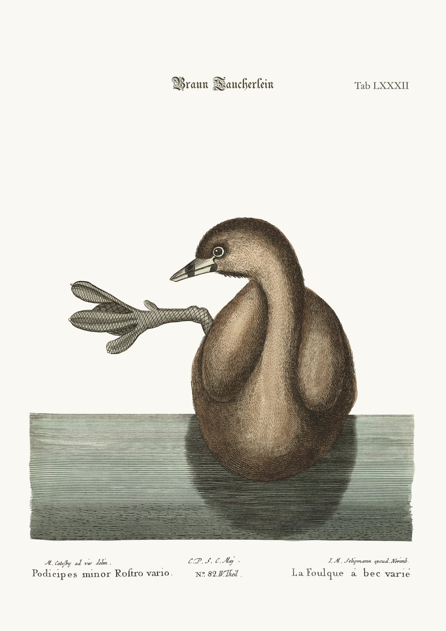 The Pied-Bill Dobchick ، 1749-1773 بواسطة مارك كاتيسبي