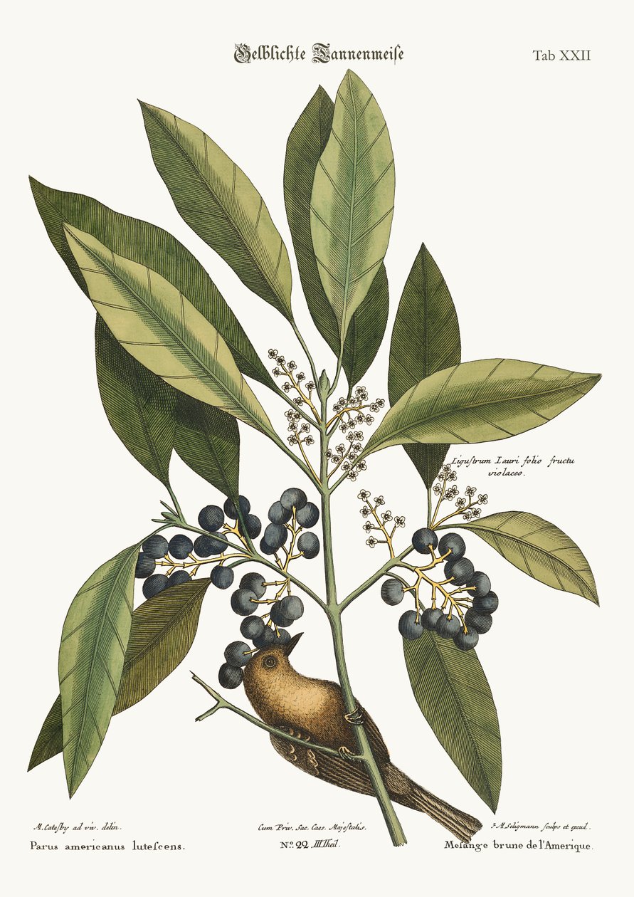 الصنوبر الزاحف ، 1749-1773 بواسطة مارك كاتيسبي