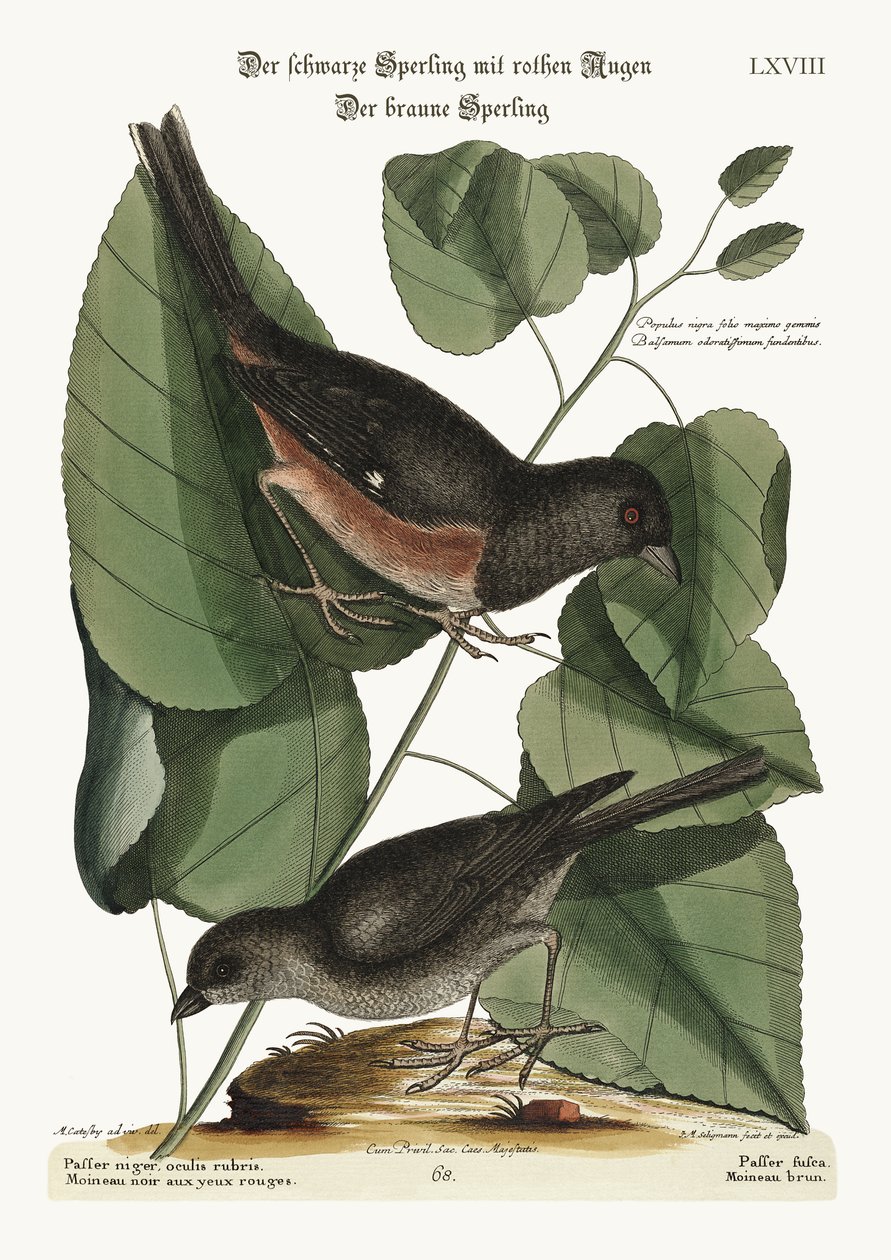 الطائر. The Cowpen Bird ، 1749-73 بواسطة مارك كاتيسبي