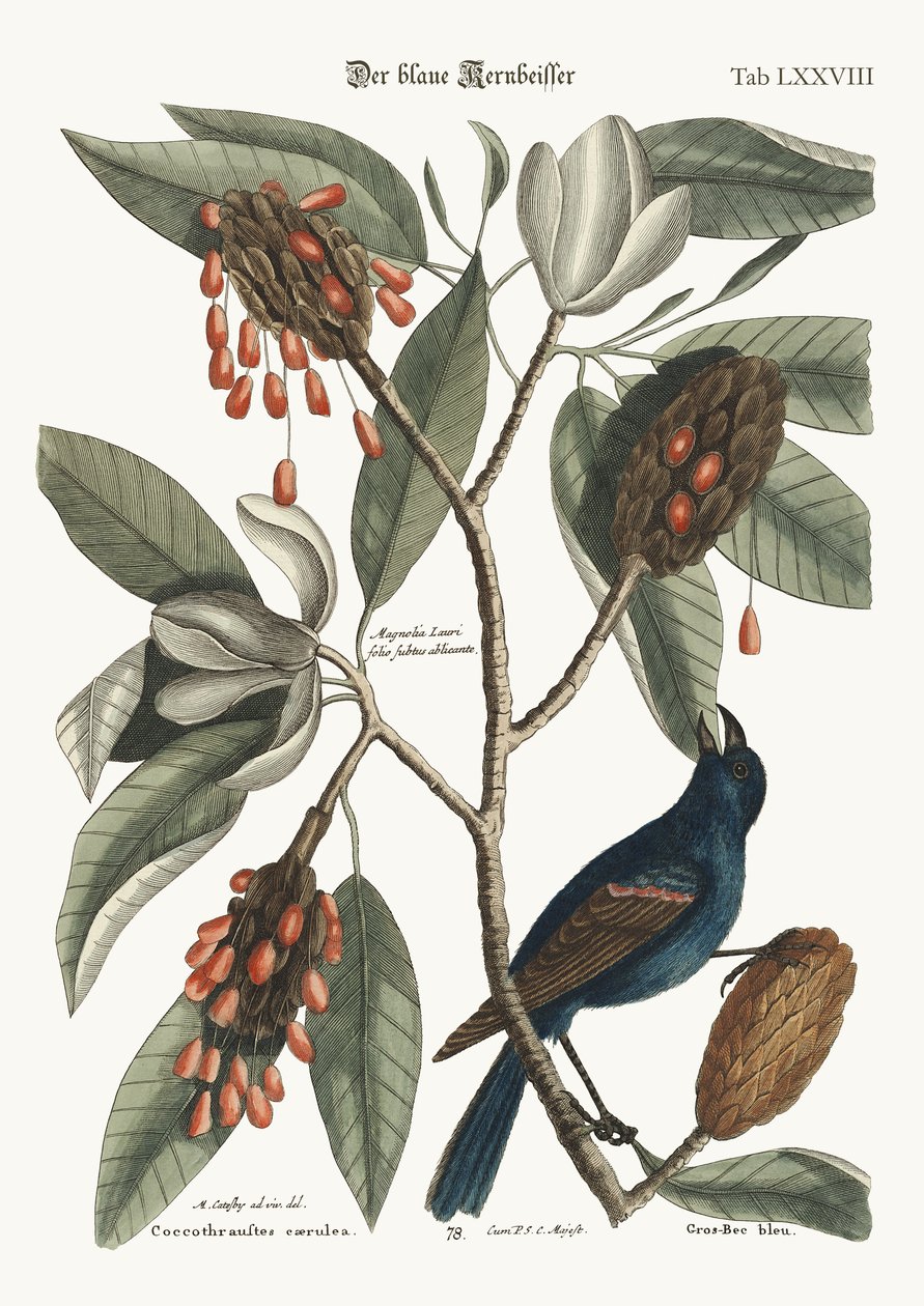 المنقار الإجمالي الأزرق ، 1749-1773 بواسطة مارك كاتيسبي