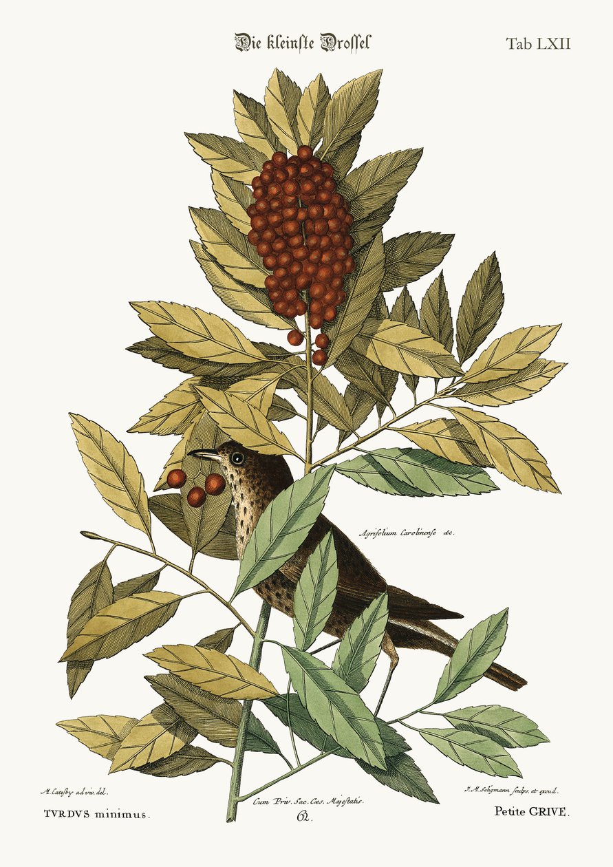 القلاع الصغير ، 1749-1773 بواسطة مارك كاتيسبي