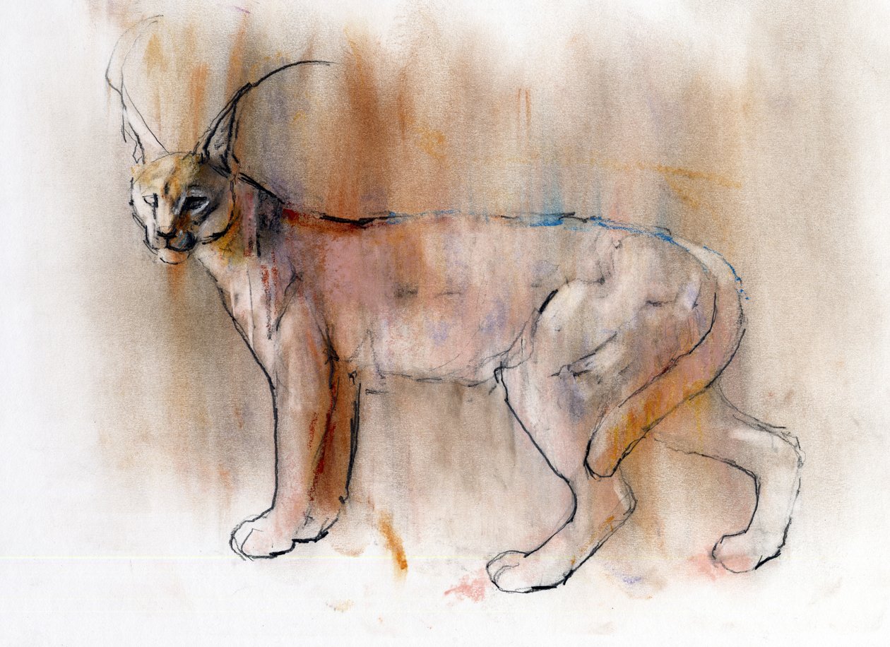 Arabian Caracal ، 2009 (كونت وفحم على ورق) بواسطة مارك ادلينجتون