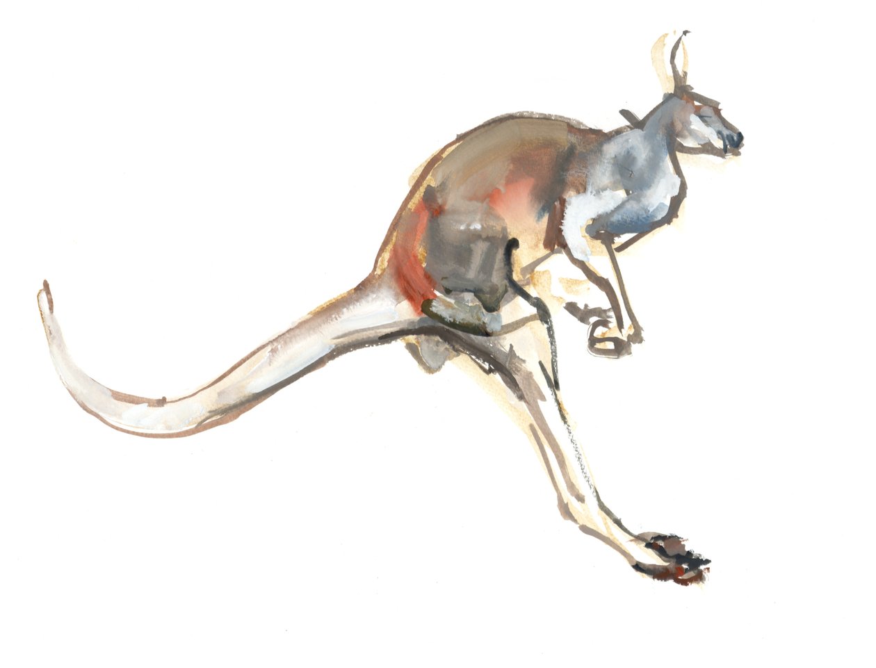 Boing، (Red Kangaroo)، 2012، (ألوان مائية وصبغ على ورق) بواسطة مارك ادلينجتون