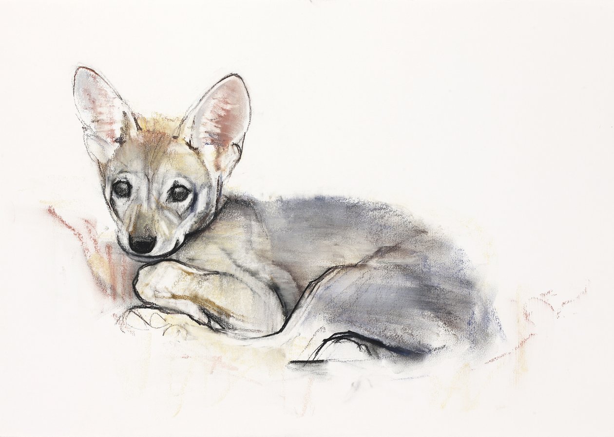 الجولف العربي الذئب الجرو ، 2009 (conte und charcoal on paper) بواسطة مارك ادلينجتون