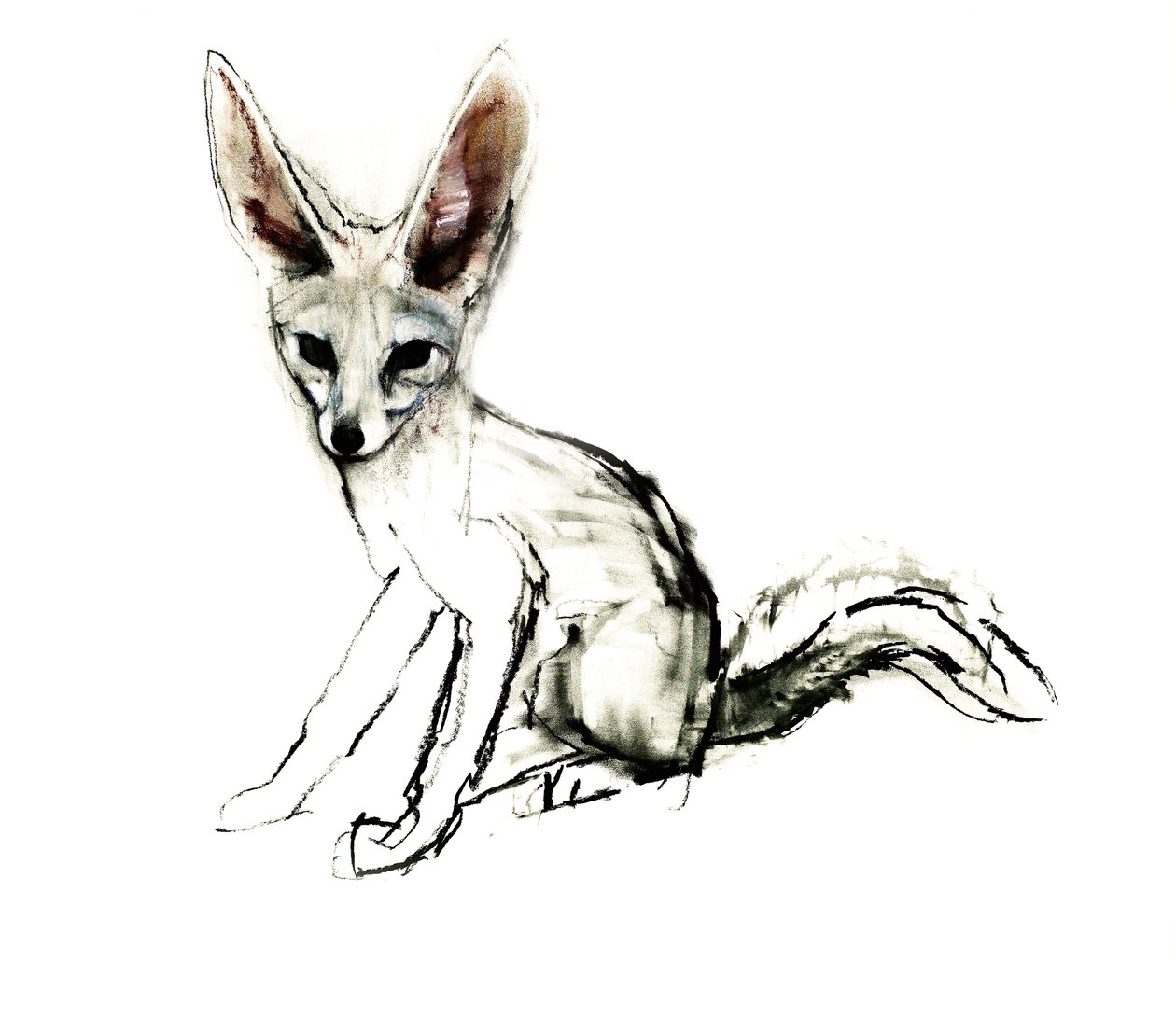 Foxy (Sand Fox) ، 2009 (conte und charcoal on paper) بواسطة مارك ادلينجتون