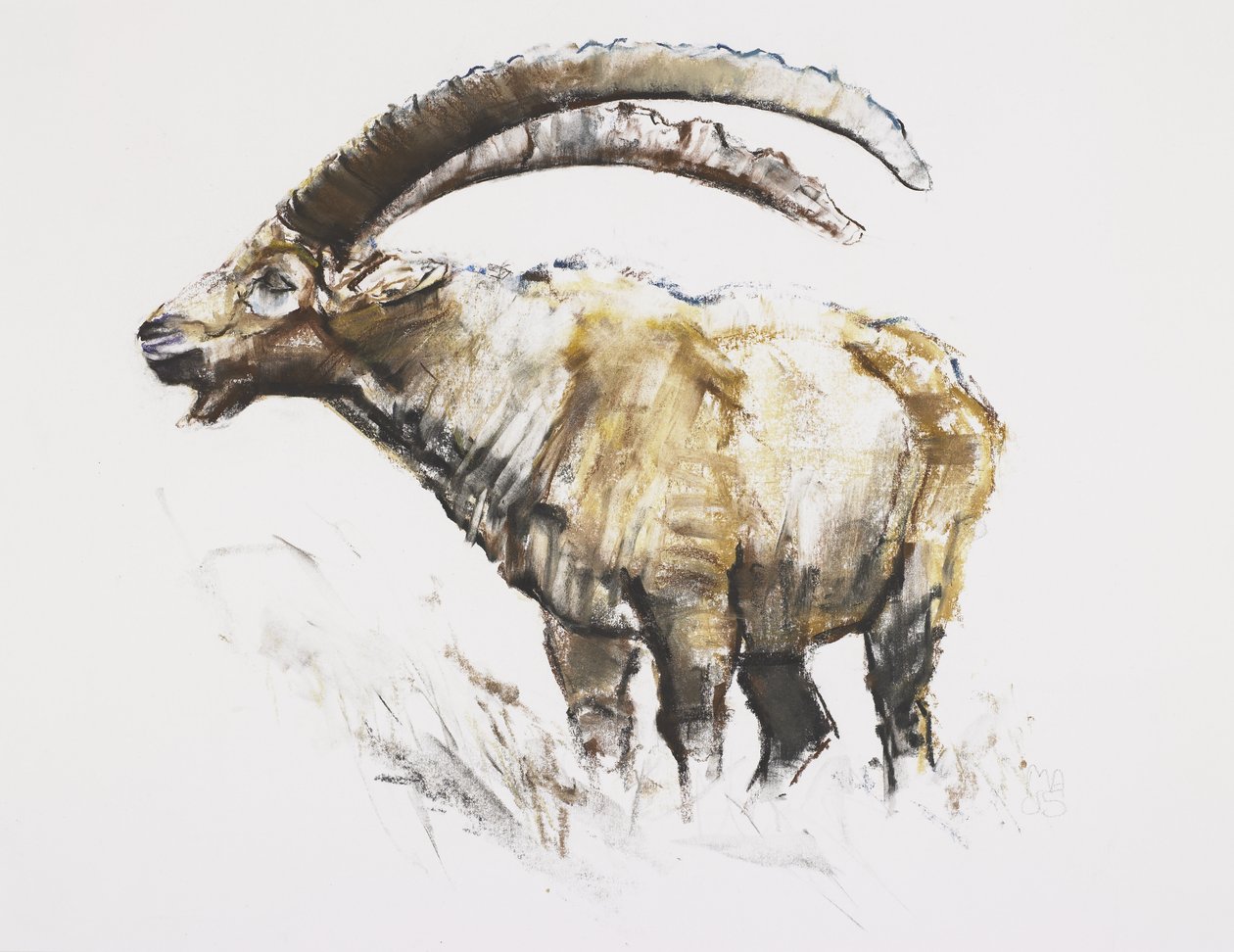 Ibex ، Noasca (فحم وكونت على الورق) بواسطة مارك ادلينجتون