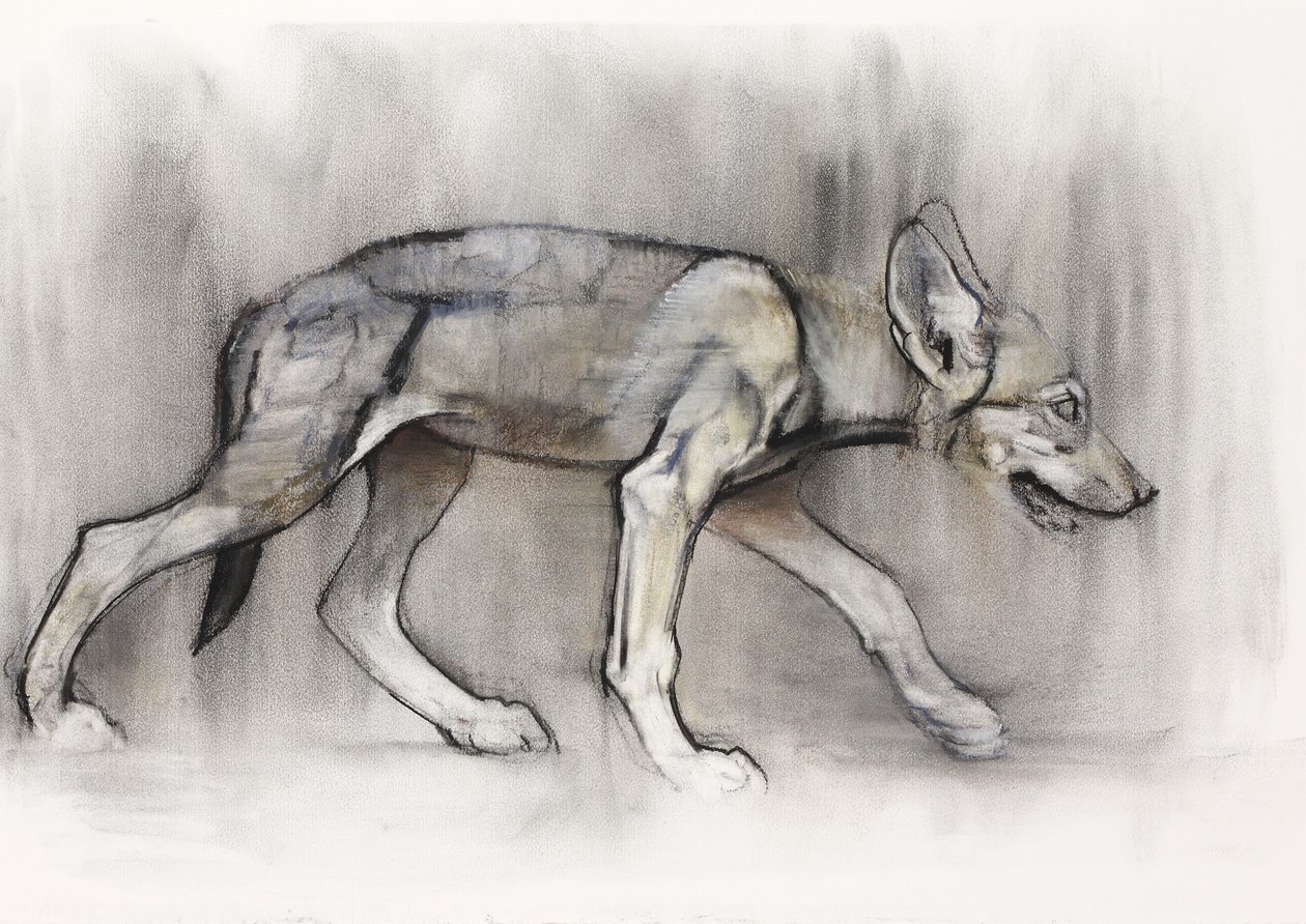 Lean Pup (Arabian Wolf) ، 2009 (كونت وفحم على ورق) بواسطة مارك ادلينجتون