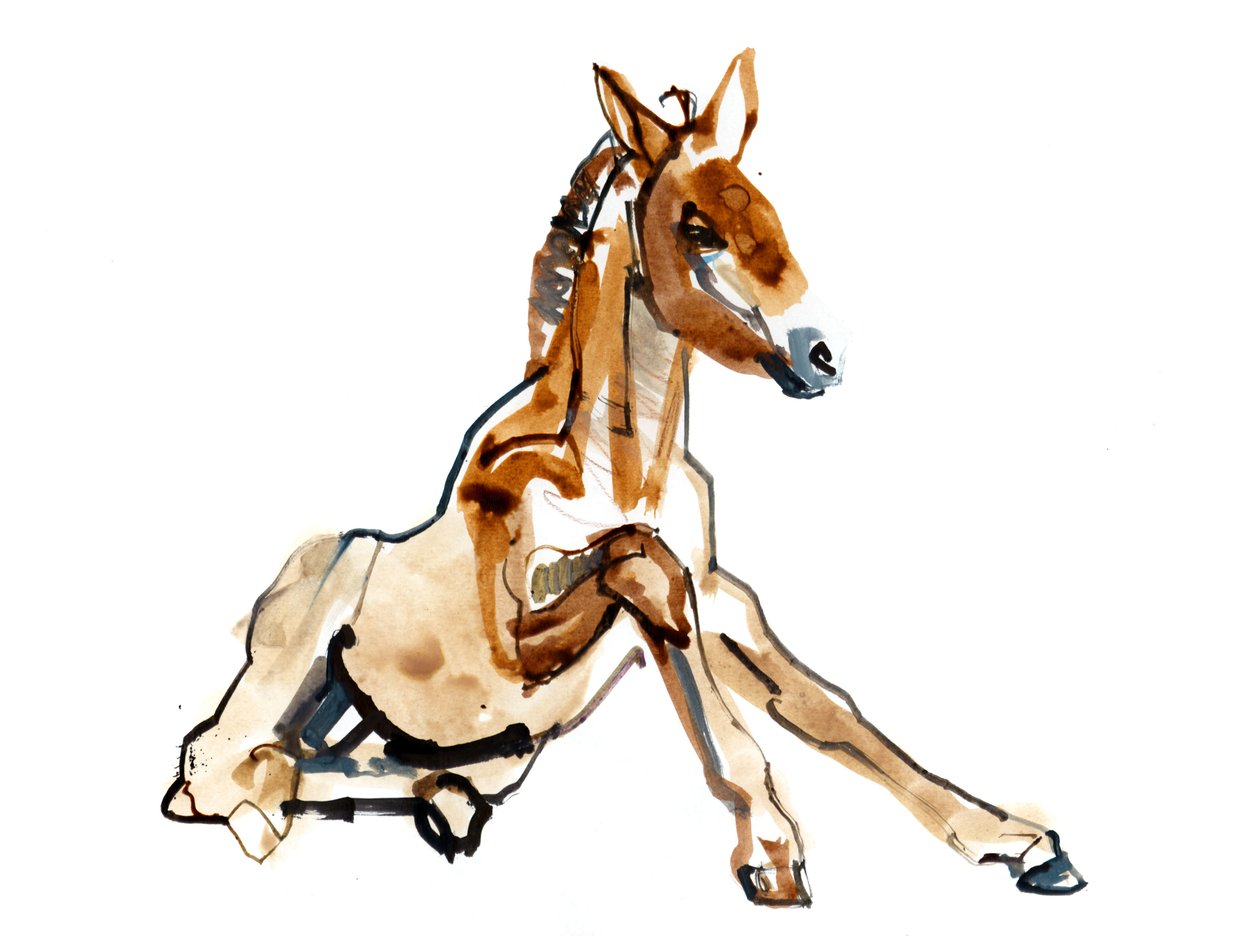 Ocher Foal (Przewalski) ، 2013 (حبر sennelier ، ألوان مائية وغواش) بواسطة مارك ادلينجتون
